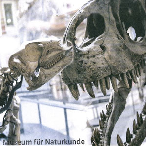Klassen-Eintritt für das Museum für Naturkunde Berlin